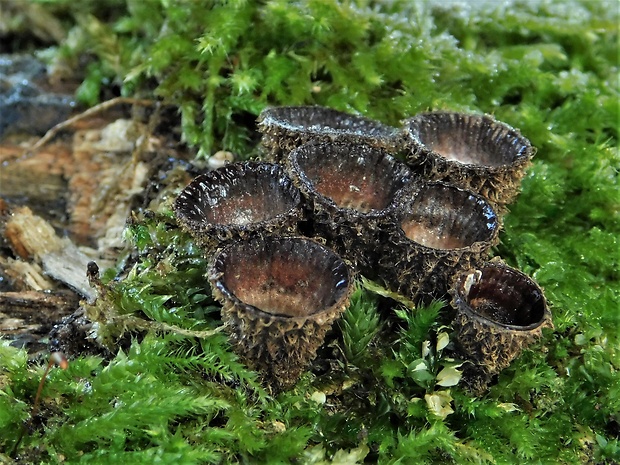 čiaškovec pásikavý Cyathus striatus (Huds.) Willd.