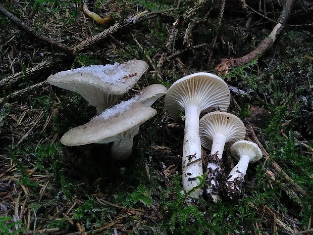 šťavnačka voňavá Hygrophorus agathosmus (Fr.) Fr.