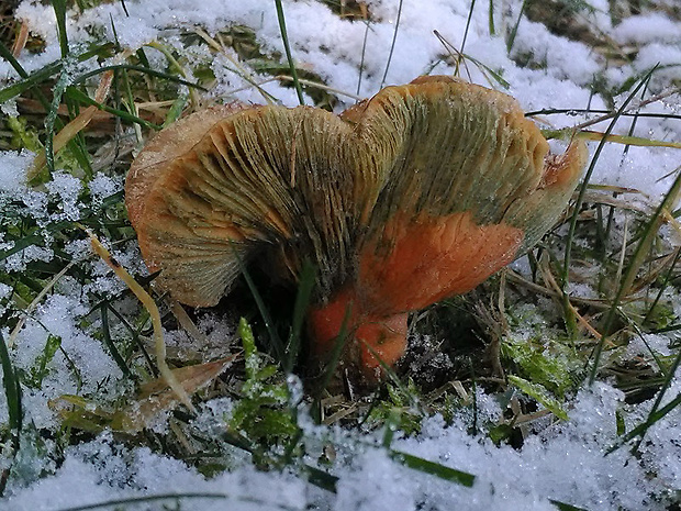 rýdzik smrekový Lactarius deterrimus Gröger