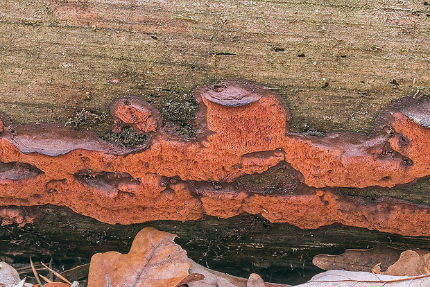 tvarohovček Leptoporus sp.