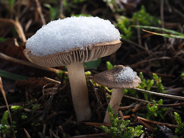 čírovka zemná Tricholoma terreum (Schaeff.) P. Kumm.