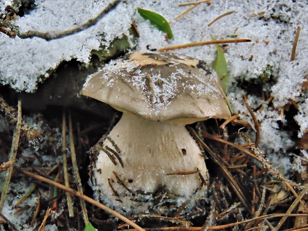 strmuľka inovaťová Clitocybe nebularis (Batsch) P. Kumm.