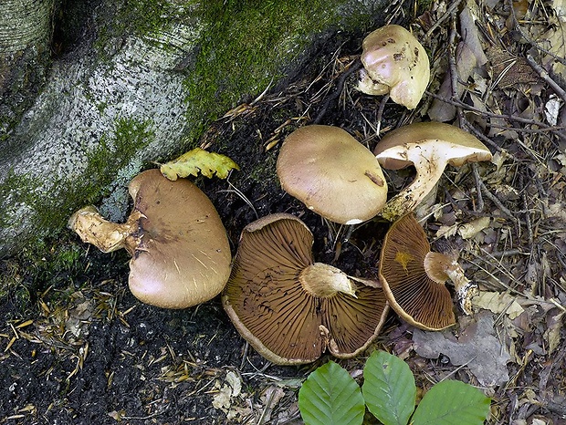 pavučinovec baraní Cortinarius lanigeroides P.D. Orton