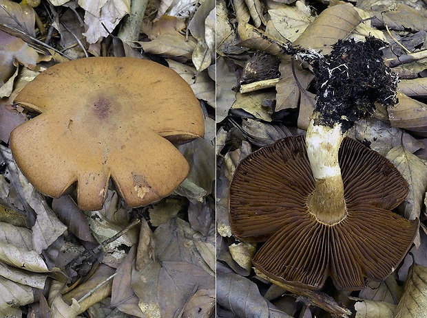 pavučinovec baraní Cortinarius lanigeroides P.D. Orton