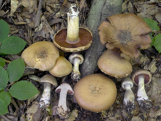 pavučinovec baraní Cortinarius lanigeroides P.D. Orton