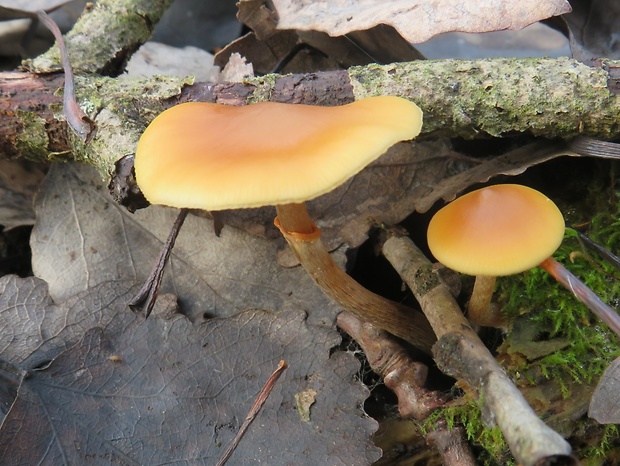 kapucňovka okrovohnedastá Galerina marginata (Batsch) Kühner