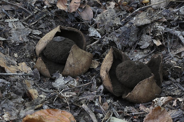 hviezdovka vlasatá Geastrum melanocephalum (Czern.) V.J. Staněk