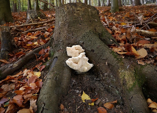 koralovec trúdnikovitý - biotop Hericium cirrhatum (Pers.) Nikol.