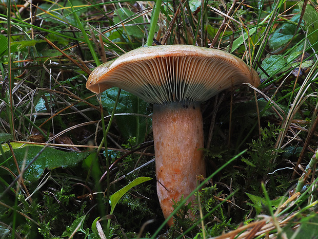 rýdzik oranžovokrvavý Lactarius semisanguifluus R. Heim & Leclair