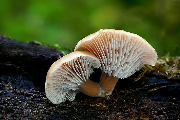 húževnatček kalíškovitý Lentinellus micheneri (Berk. & M.A. Curtis) Pegler