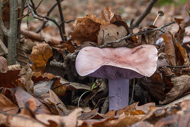 pôvabnica fialová Lepista nuda (Bull.) Cooke