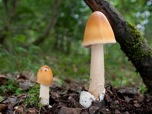 muchotrávka oranžová Amanita crocea (Quél.) Singer