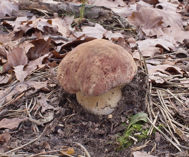 hríb sosnový Boletus pinophilus Pil. et Dermek in Pil.