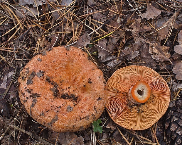 rýdzik pravý Lactarius deliciosus (L.) Gray