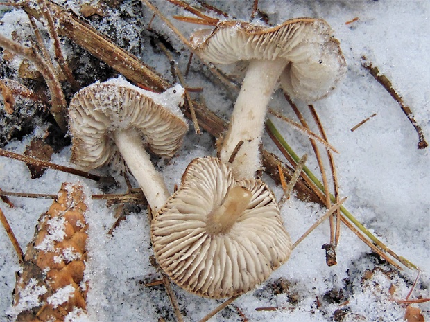 čírovka zemná Tricholoma terreum (Schaeff.) P. Kumm.