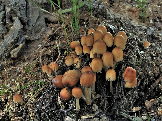 hnojník ligotavý Coprinellus micaceus (Bull.) Vilgalys, Hopple & Jacq. Johnson