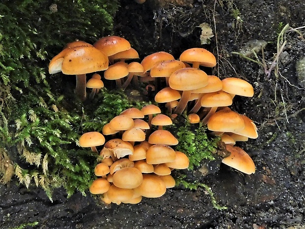 plamienka Flammulina sp.