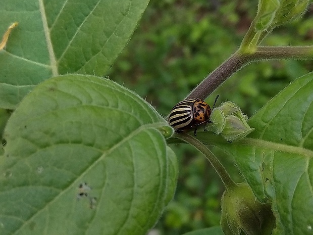 pásavka zemiaková Leptinotarsa decemlineata