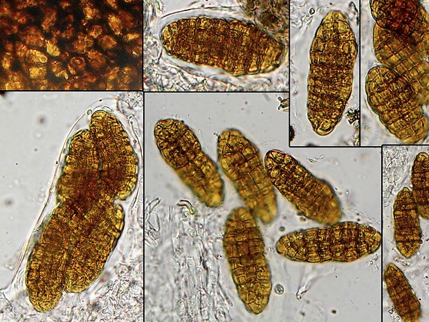 Pleospora chlamydospora  Sacc.