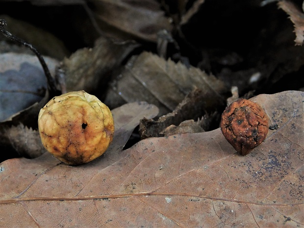 hrčiarka dubová-hálka Cynips quercusfolii