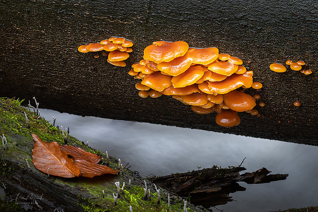 plamienka Flammulina sp.