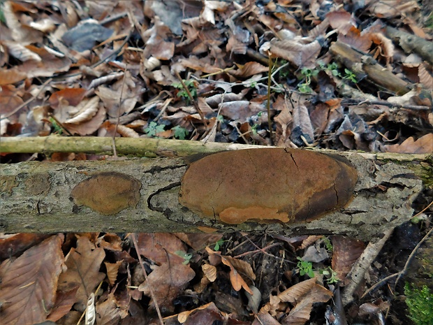 ohňovec Phellinus sp.