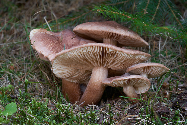 čírovka škridlicovitá Tricholoma vaccinum (Schaeff.) P. Kumm.