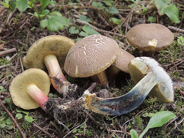 suchohríb pásikavý Xerocomellus cisalpinus (Simonini, H. Ladurner & Peintner) Klofac