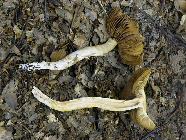 pavučinovec lieskový Cortinarius ochroleucus (Schaeff.) Fr.