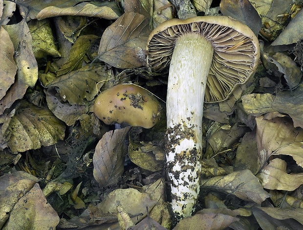 pavučinovec lieskový Cortinarius ochroleucus (Schaeff.) Fr.