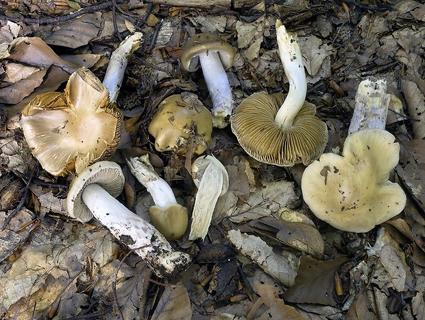 pavučinovec lieskový Cortinarius ochroleucus (Schaeff.) Fr.