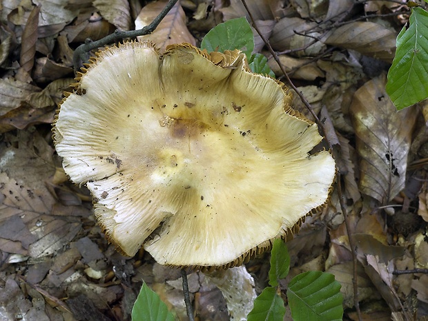 pavučinovec lieskový Cortinarius ochroleucus (Schaeff.) Fr.