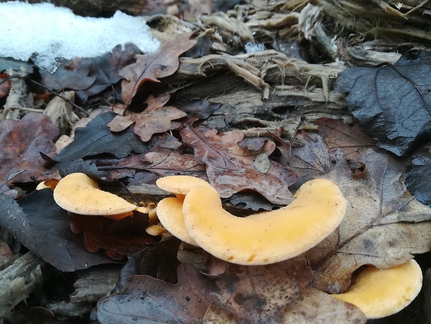 hlivník hniezdovitý Phyllotopsis nidulans (Pers.) Singer