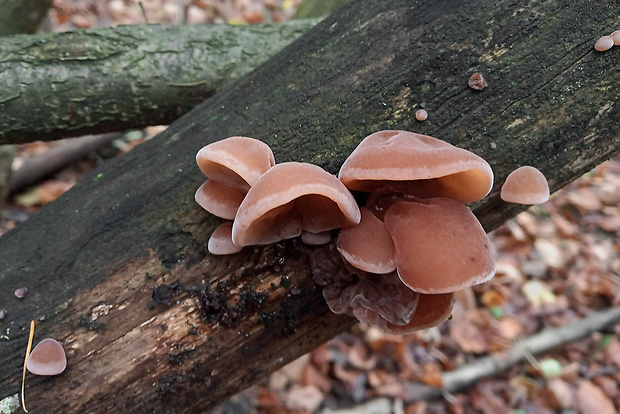 uchovec bazový Auricularia auricula-judae (Bull.) Quél.