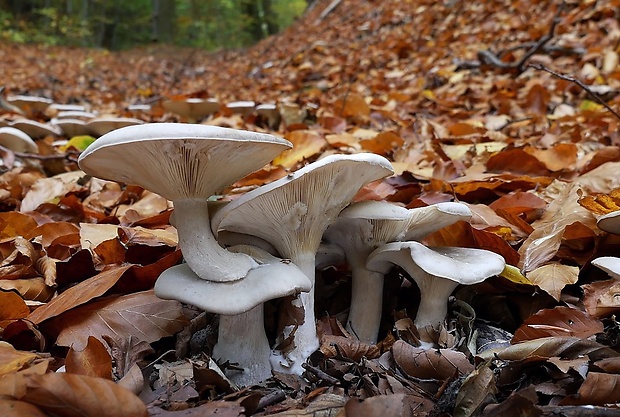 strmuľka inovaťová Clitocybe nebularis (Batsch) P. Kumm.