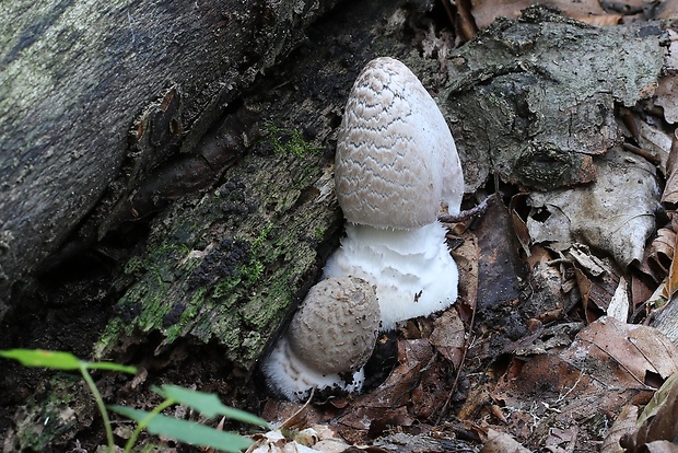 hnojník strakatý Coprinopsis picacea (Bull.) Redhead, Vilgalys & Moncalvo