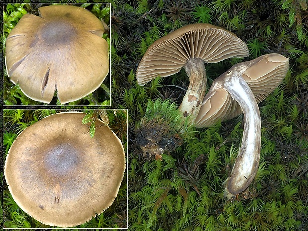 pavučinovec podbrezový Cortinarius betuletorum M.M. Moser