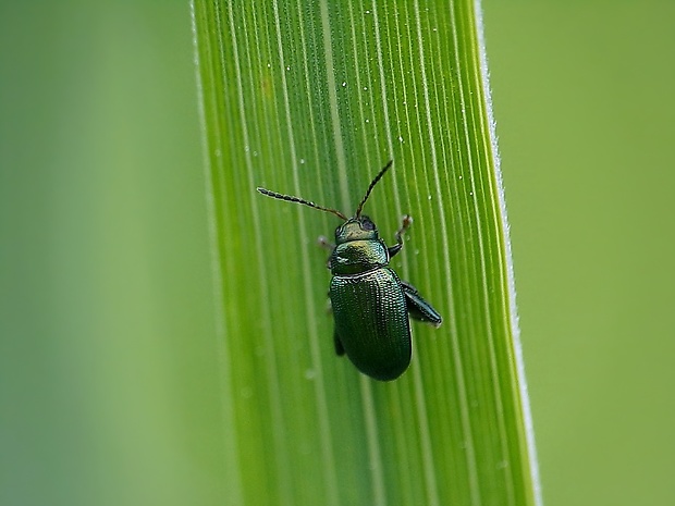 skočka Crepidodera aurea