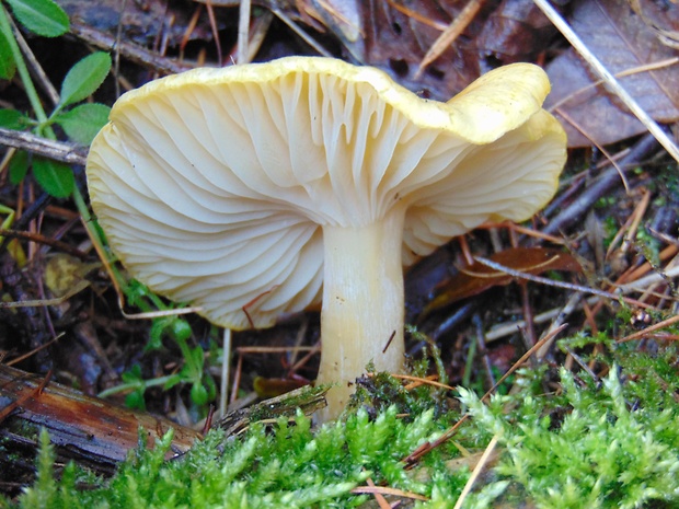 šťavnačka smrekovcová Hygrophorus lucorum Kalchbr.