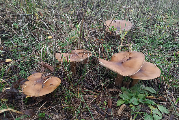 tmavuľka Melanoleuca sp.