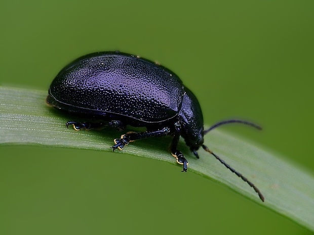 liskavka/mandelinka tmavomodrá Oreina caerulea