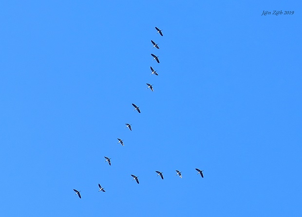 žeriav popolavý Grus grus