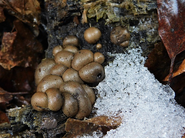 vlčinka Lycogala sp.