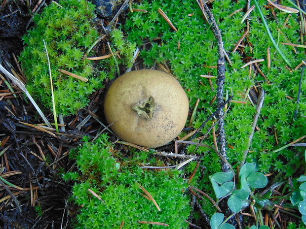 prášnica Lycoperdon sp.