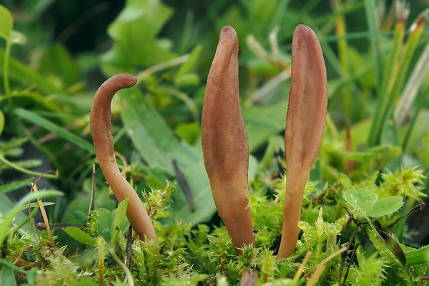 drobnojazýček Microglossum rufescens (Grélet) Bon