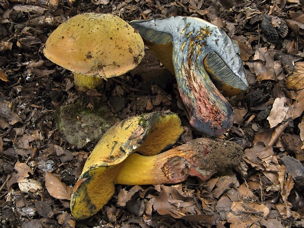 hríb Boletus sp.