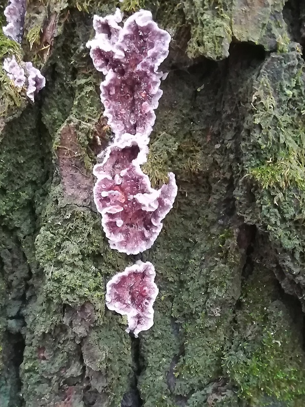 pevníkovec purpurový Chondrostereum purpureum (Pers.) Pouzar