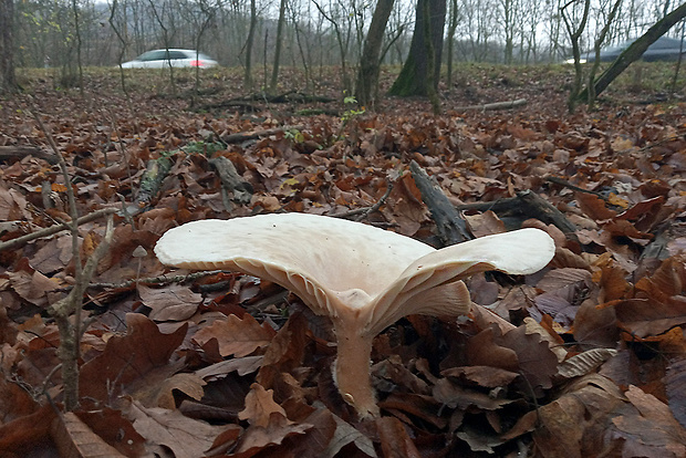 strmuľka obrovská ? Infundibulicybe gigas (Harmaja) Harmaja