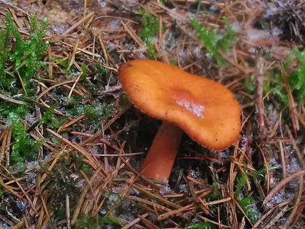 rýdzik pomarančový Lactarius aurantiacus (Pers.) Gray