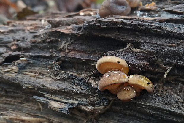 pňovka neskorá Sarcomyxa serotina (Pers.) P. Karst.